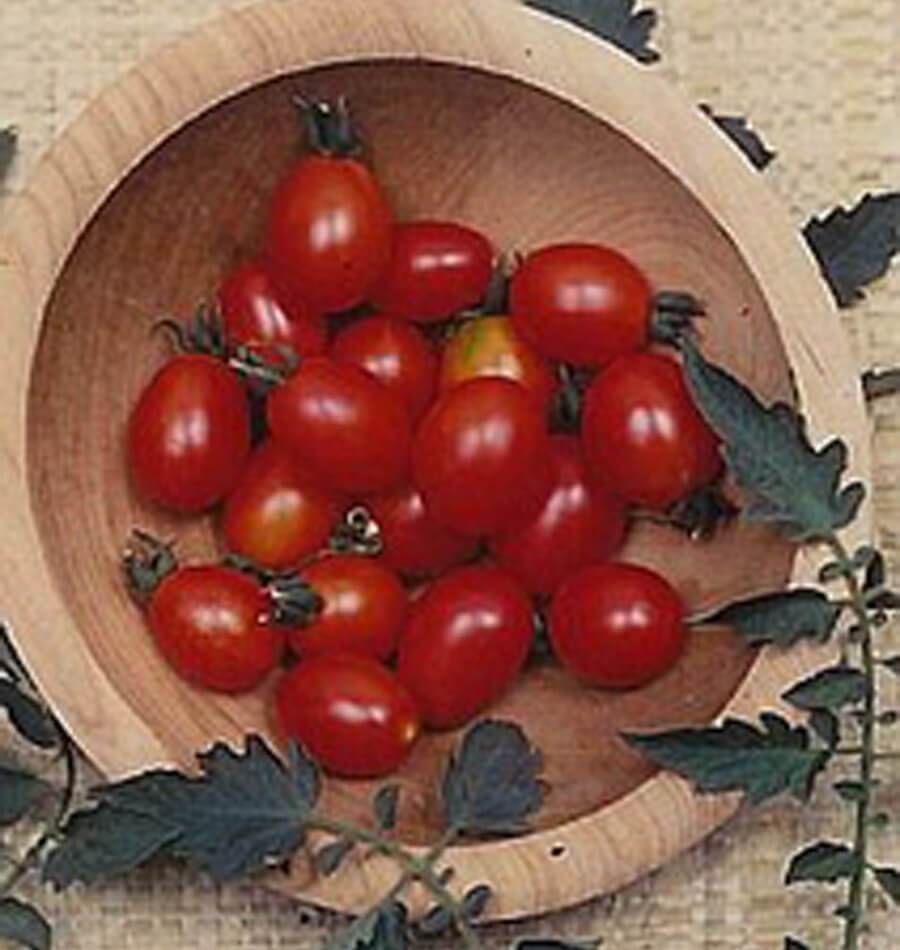 Principe Borghese Tomato Seeds – West Coast Seeds