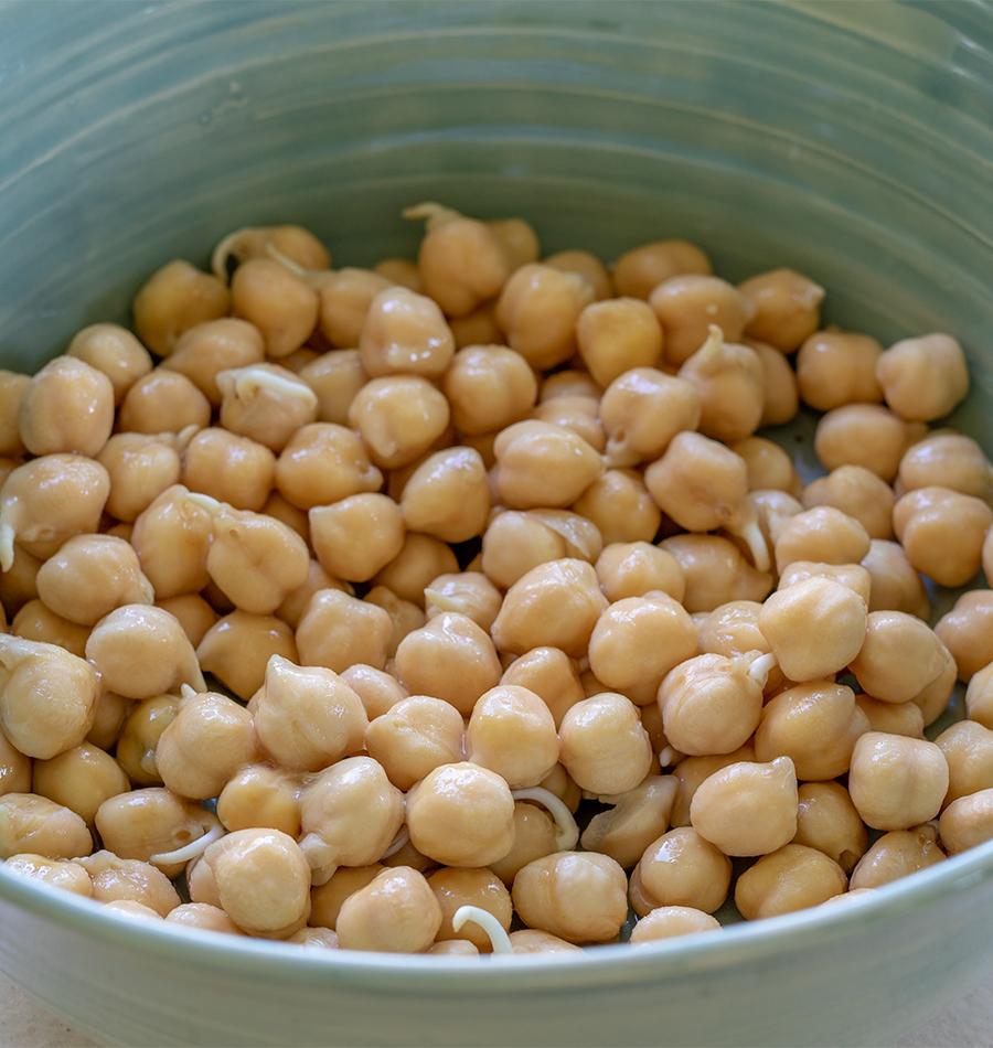 Sprouting Organic Chickpeas