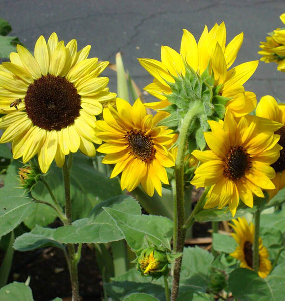 Floarea soarelui Short-Blend-Sunflowers_e5ded7e4-b349-486d-82f8-67fee848e1e4_600x600
