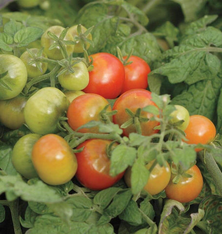 tiny tim tomato seeds