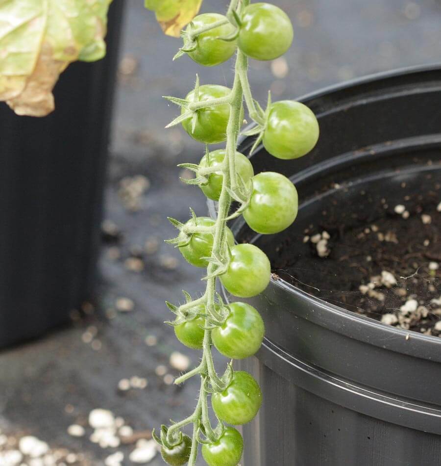 sweetie cherry tomato seeds