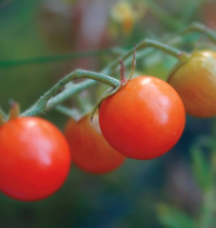How cold can tomato plants tolerate Idea