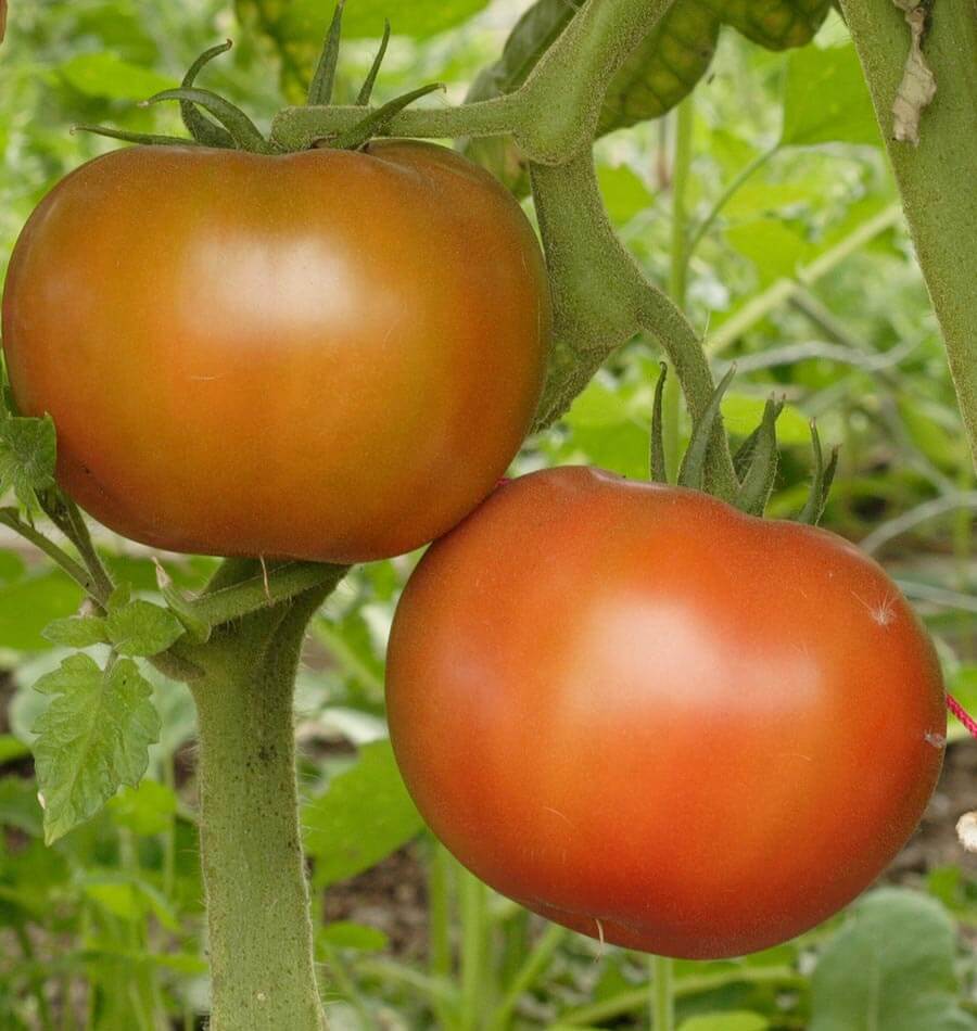 silenz tomato