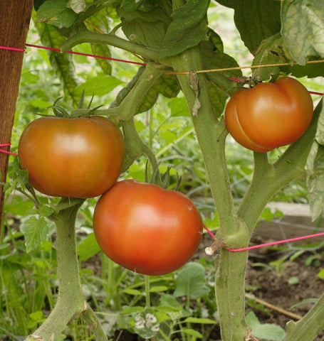 silenz tomato