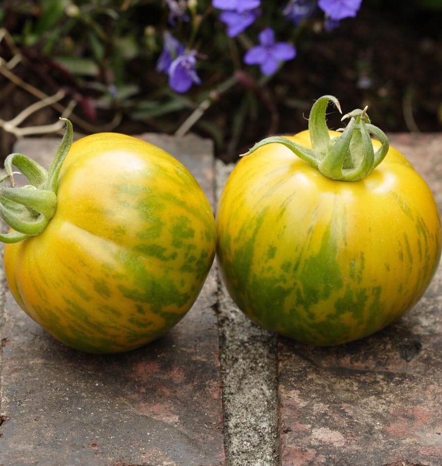 green zebra tomato size