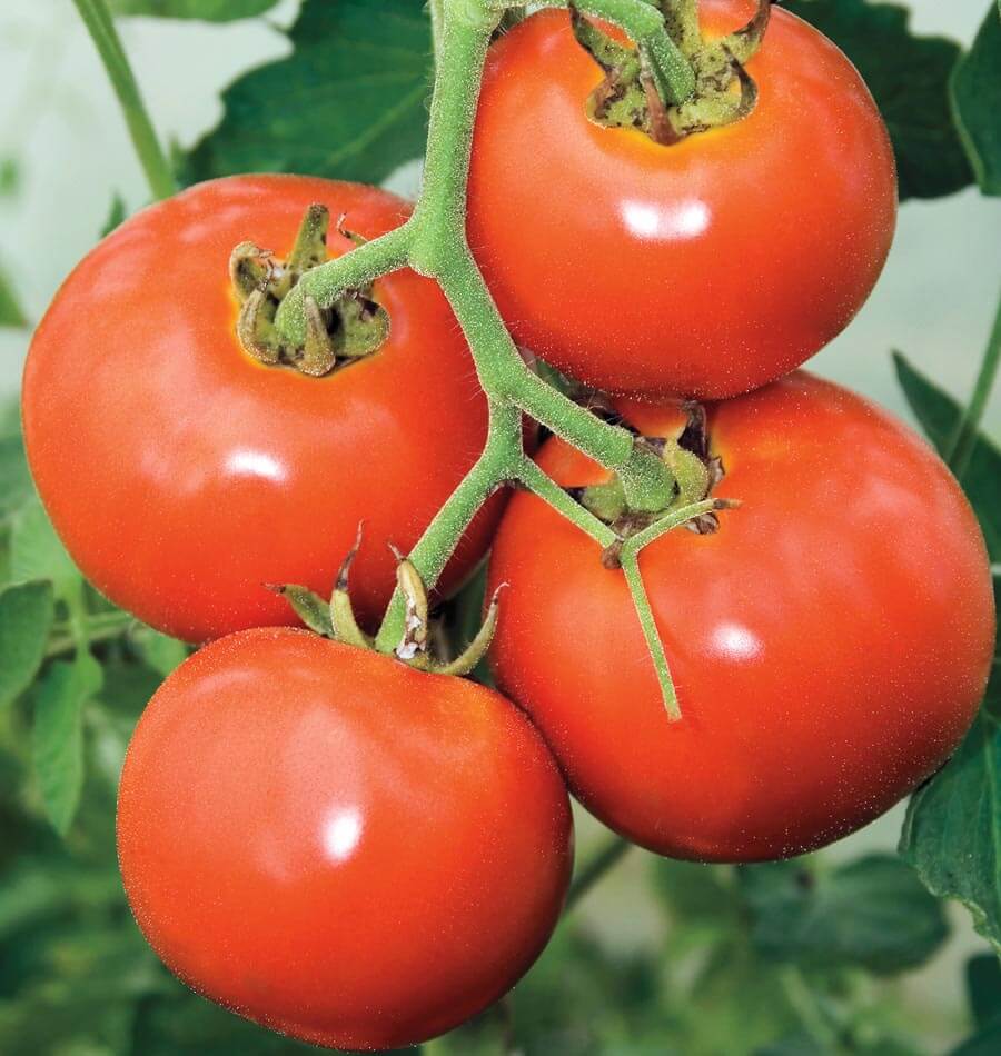 Manitoba Tomato Seeds - West Coast Seeds