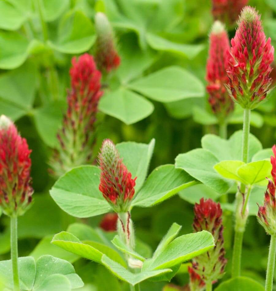 Download Crimson Clover Cover Crop Seeds - West Coast Seeds