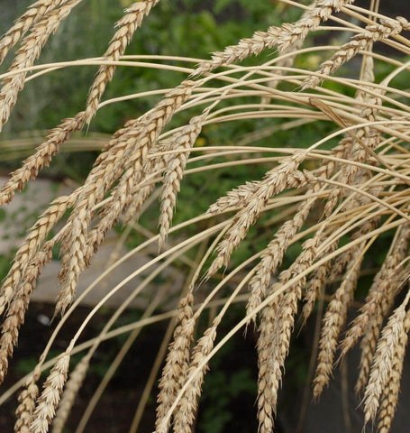 How To Store Unused Grass Seed Over The Winter - Oversowing Lawn with Seed