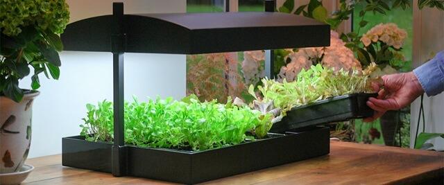 SunBlaster LED Growlight Garden Kit