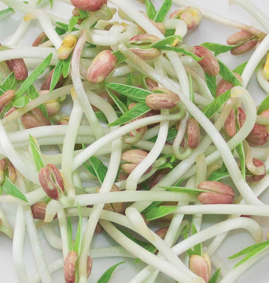 mung bean sprout