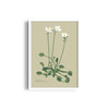 Fern Fables Botanical Modern Wall Art