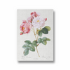 Rosebush (Rosa damascena) from Les Roses (1817–1824) by Pierre-Joseph Redouté Botanical Wall Art