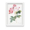 Rosebush (Rosa damascena) from Les Roses (1817–1824) by Pierre-Joseph Redouté Botanical Wall Art