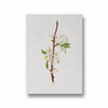 Mountain Ragweed Botanical Wall Art - The Mortal Soul