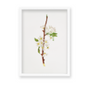 Mountain Ragweed Botanical Wall Art