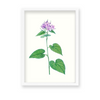 Canis Shadblow Botanical Wall Art