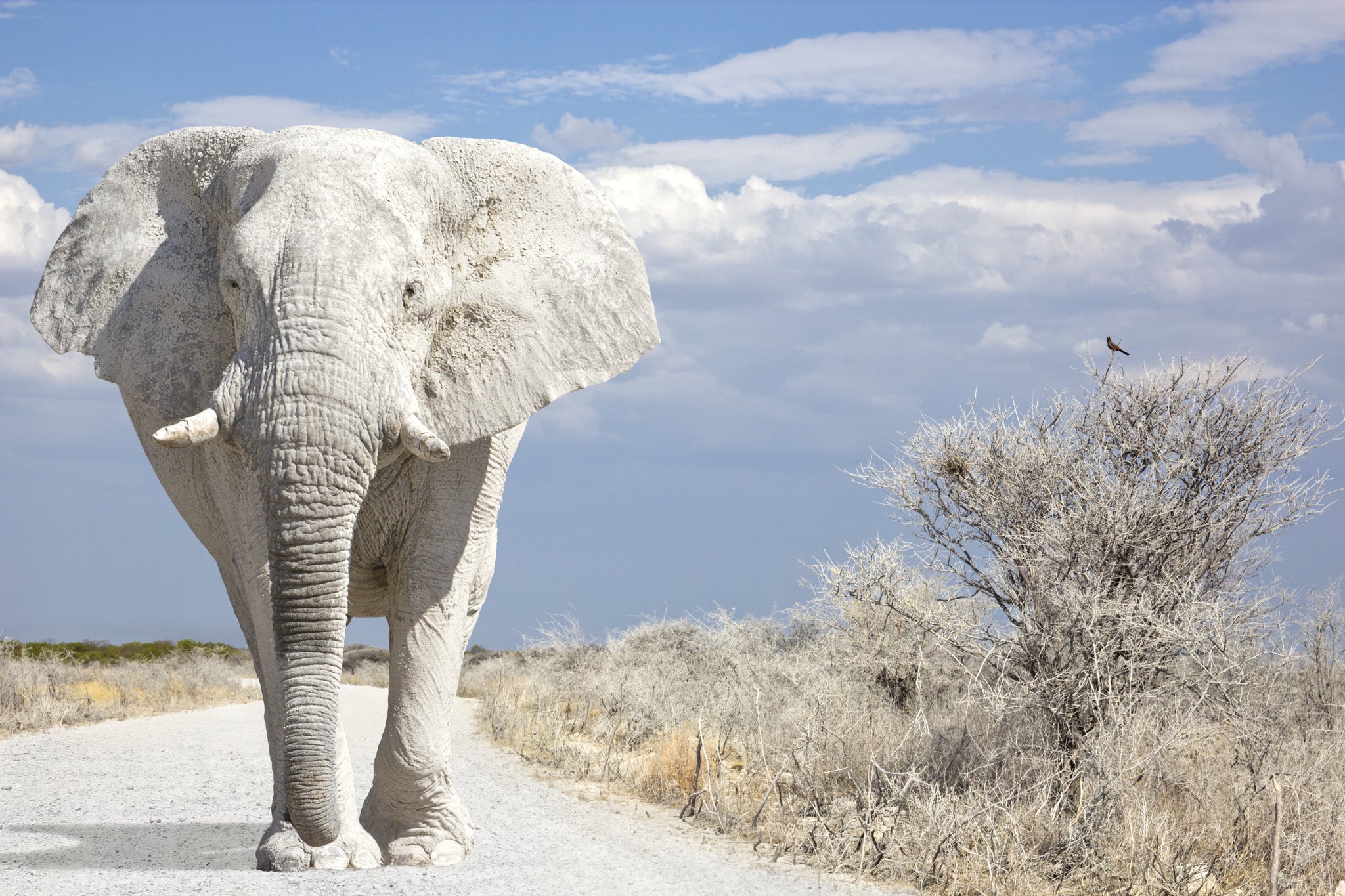 Elephant present. Белый слон Тайланд. Слон альбинос. Индийский слон альбинос. Белый слон альбинос.