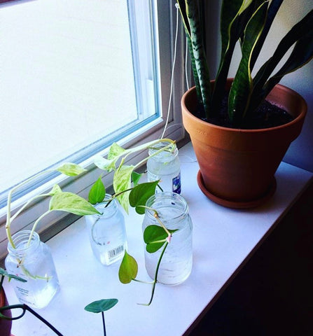 Propagation station pothos philodendron