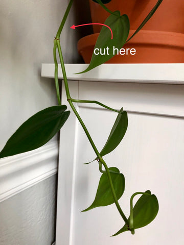 propagation node philodendron