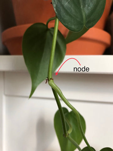 propagation node philodendron