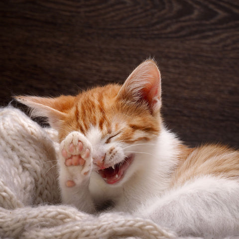 cute cat laughing
