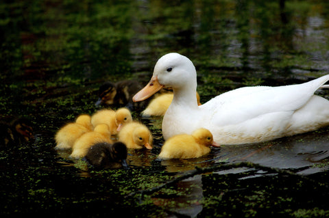 ducks swimming