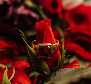 Square Ruby Ring on a Rose Flower