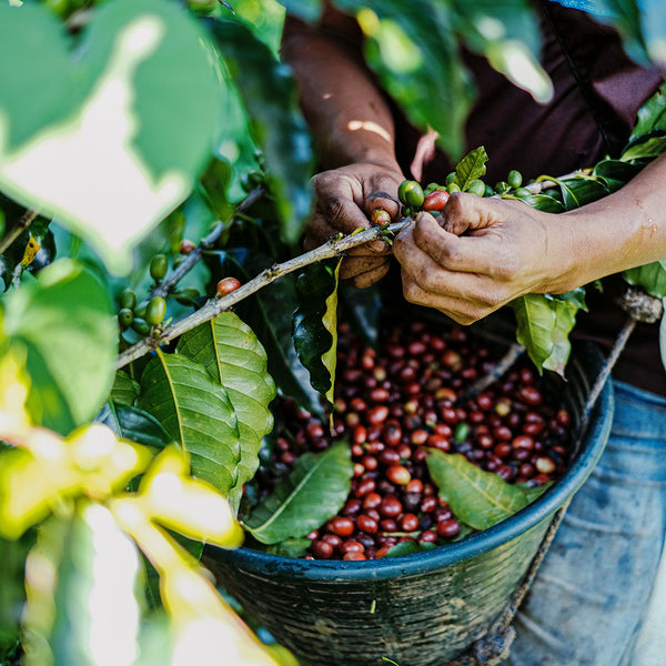 Coffee farmer harvesting coffee beans