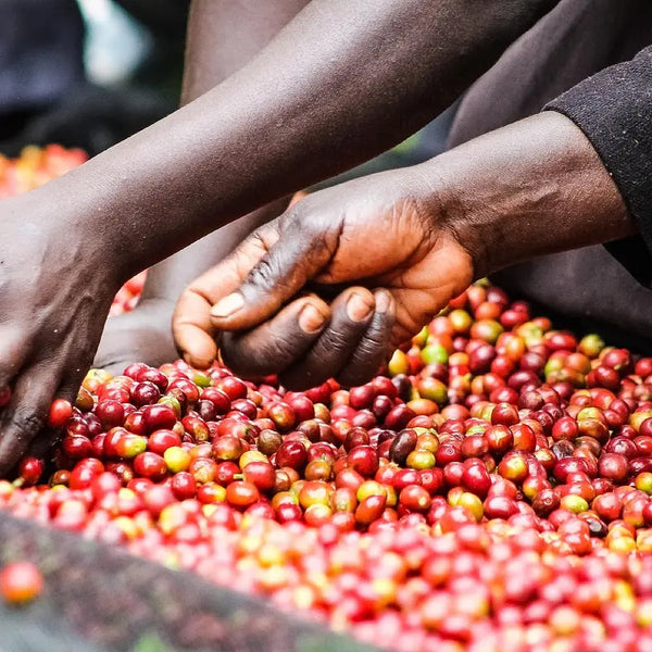 Hands picking Kenyan coffee cherries