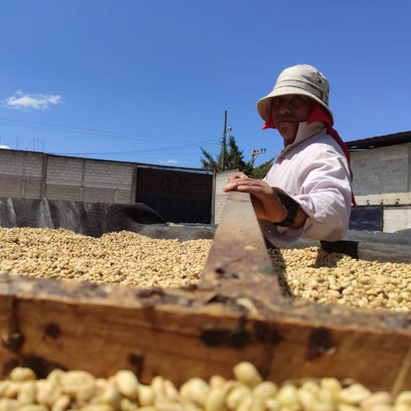Woman processing coffee cherries in Honduras