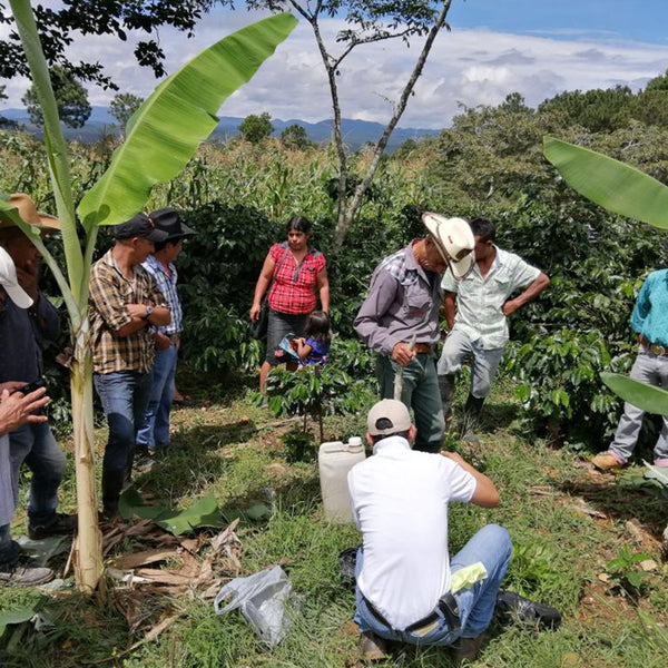 Honduran coffee farmers brewing coffee