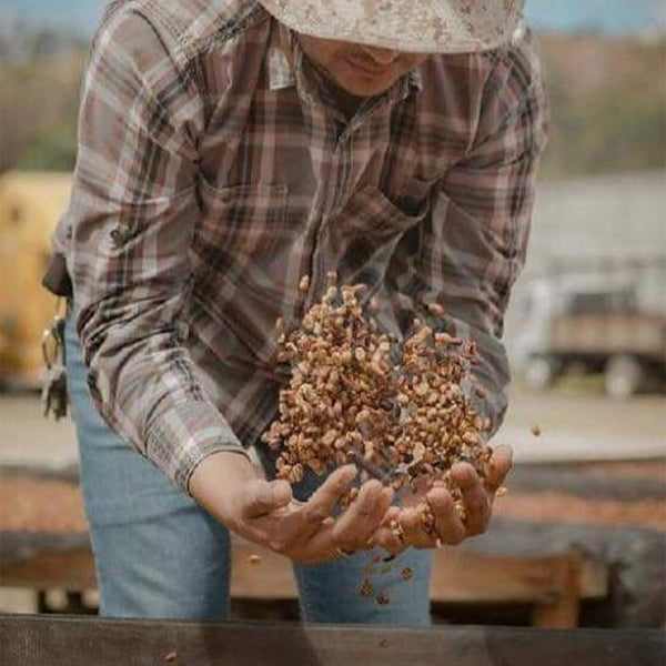 Honduran coffee farmer throwing coffee cherries