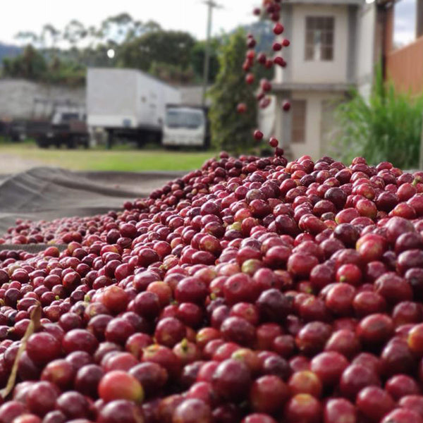 Coffee cherries on drying platform