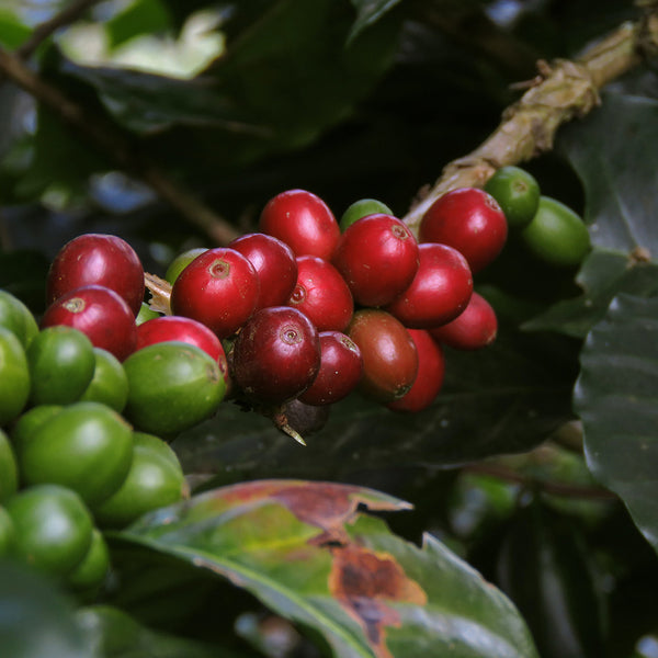 Ripe specialty coffee cherries on a coffee tree