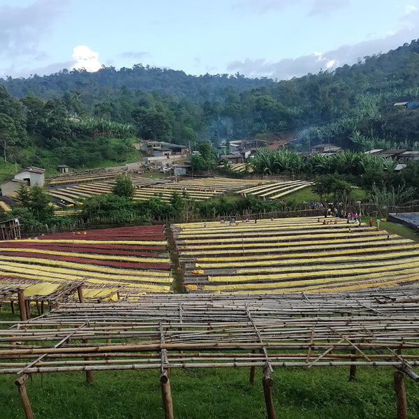 A landscape photos of coffee farm with colourful coffee drying beds