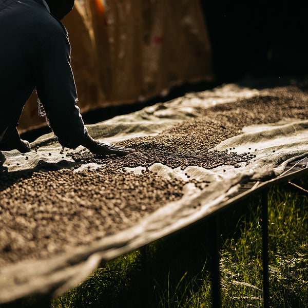 Coffee cherry processing on drying beds