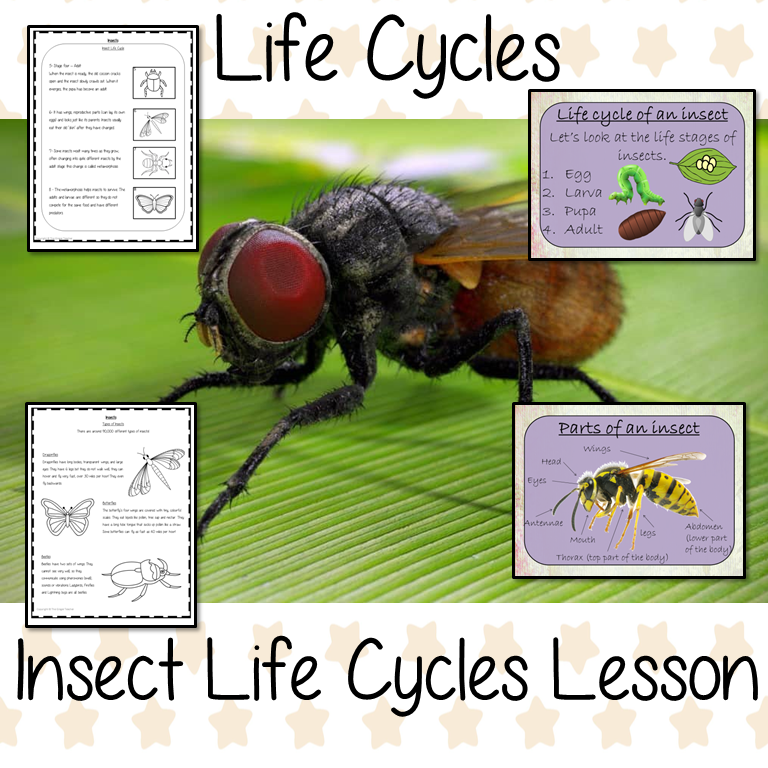 Insect Life Cycles Worksheet