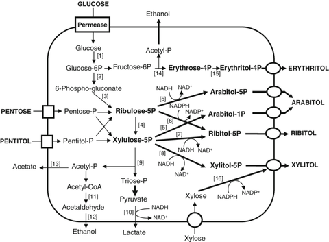 Zero-Cal Sweetener Erythritol Disappoints on Cardiovascular Safety