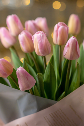 Tulips for women's day