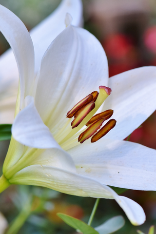 Flowers for women's day