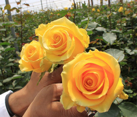 Roses from Ecuador