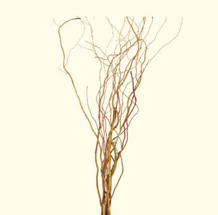 Fresh Curly Willow, 50 Branches, 4-5' Green