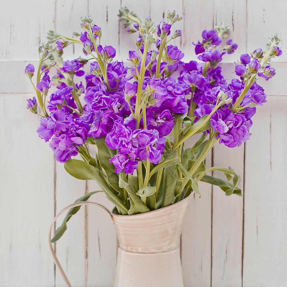 Dark Purple Stock - Greenchoice Flowers