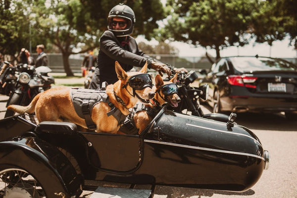 DGR side car perrito