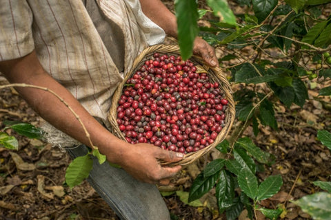 San Marcos coffee from Honduras