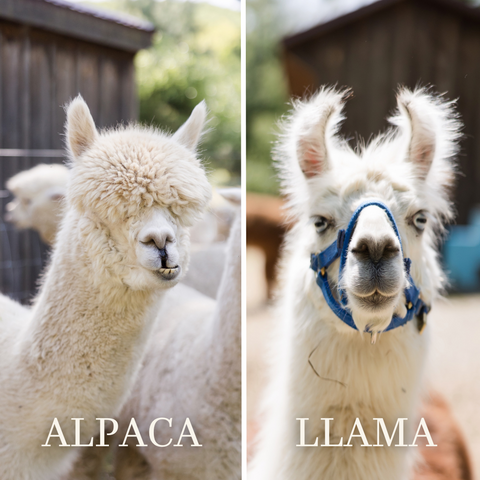 Alpacas Versus Llamas: What's the Difference Between an Alpaca and a Llama? A picture of an alpaca demonstrating their pointed ears is next to a picture of a llama with banana shaped ears.