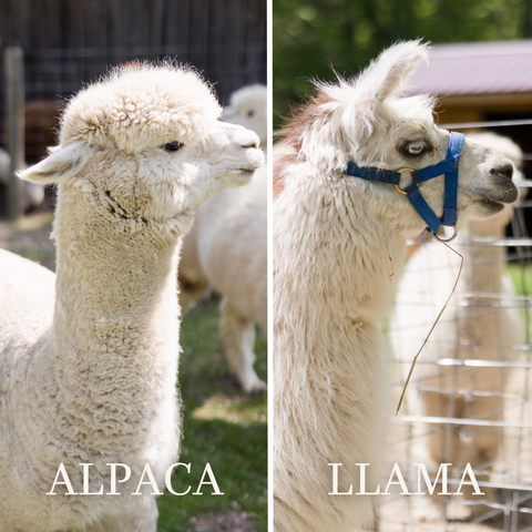 Alpacas Versus Llamas: What's the Difference Between an Alpaca and a Llama? A picture a white alpaca on the right shows its shorter face, a picture of a llama wearing a harness on the left shows its elongated face.