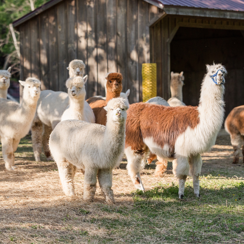 Alpacas Versus Llamas: What's the Difference Between an Alpaca and a Llama? A brown and white llama stands next to alpacas in front of a shed. 