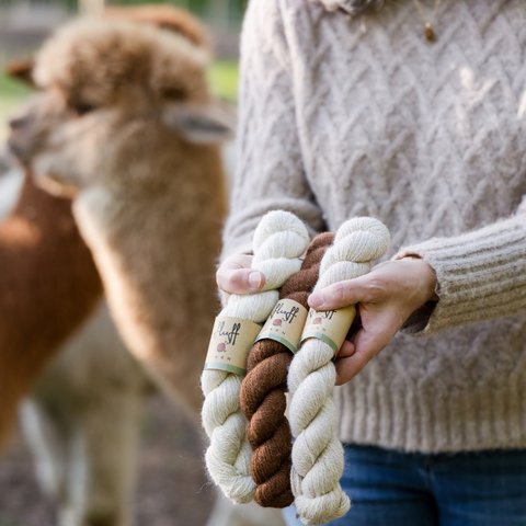 What's the difference between alpacas and llamas? A woman in a sweater holds three skeins of soft alpaca yarn with a product band that says fluff in front of real alpacas.
