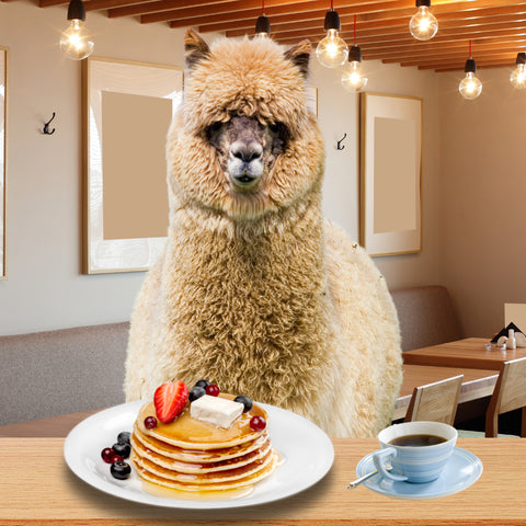 Our Top 5 Best Breakfast Spots in Great Barrington, Massachusetts. An alpaca eats a breakfast of pancakes and coffee.